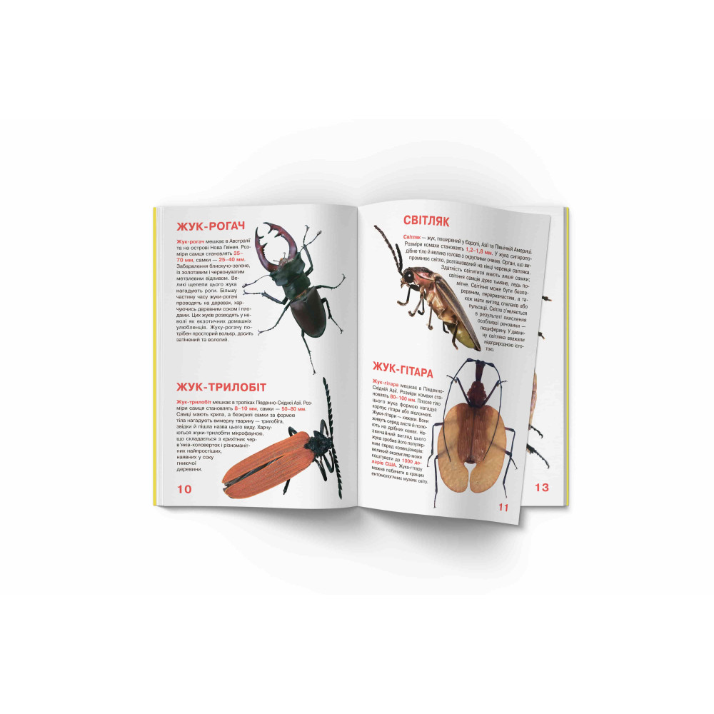 Велика книжка. Жуки
