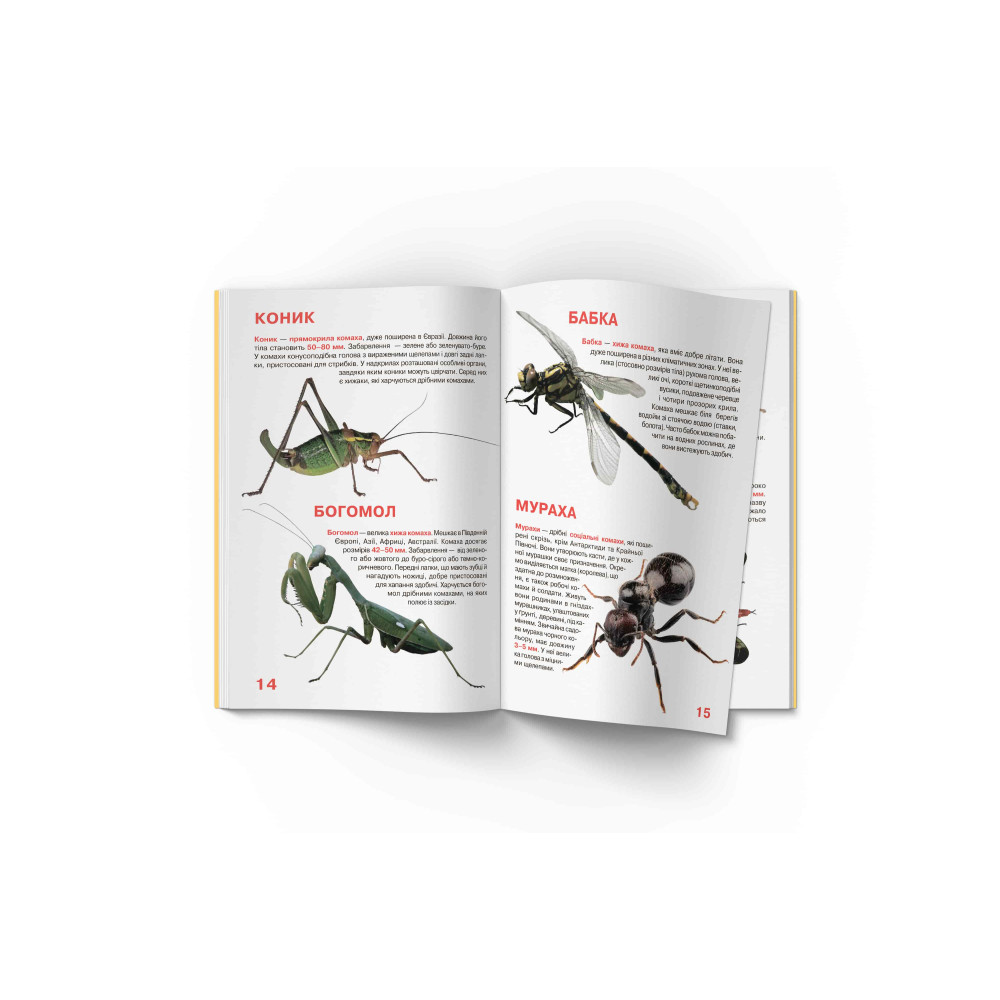 Велика книжка. Комахи