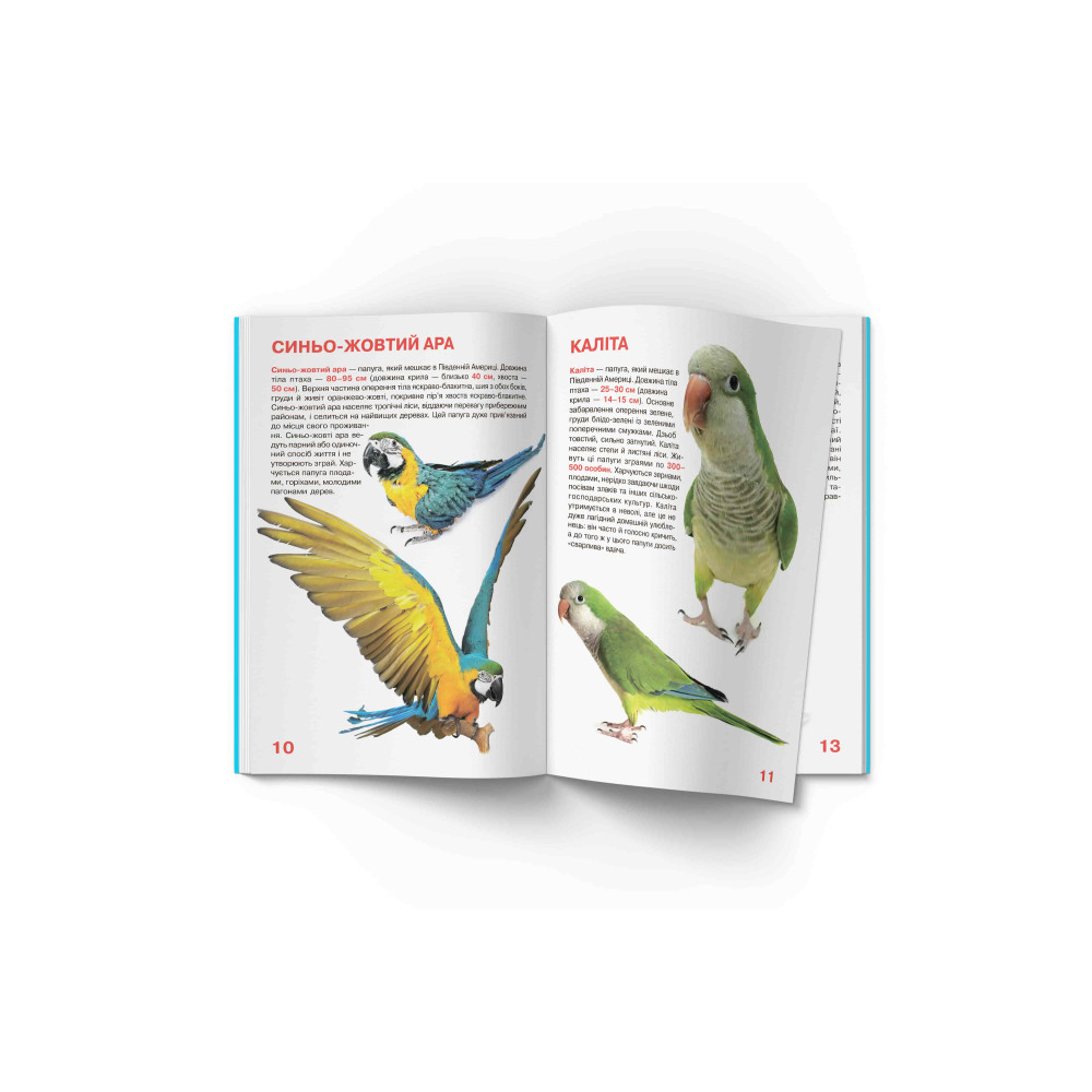 Велика книжка. Папуги