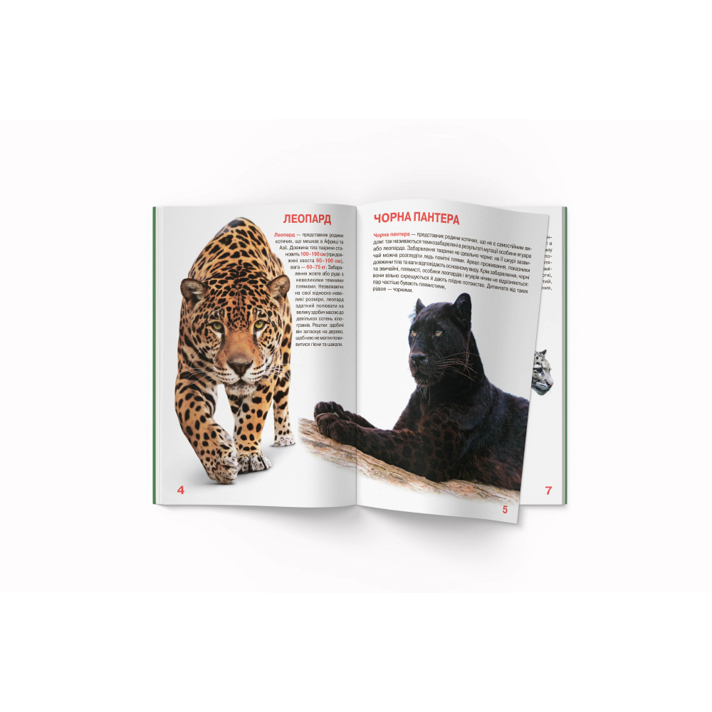 Велика книжка. Дикі кішки