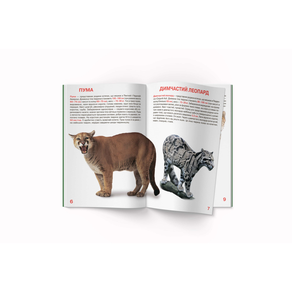 Велика книжка. Дикі кішки