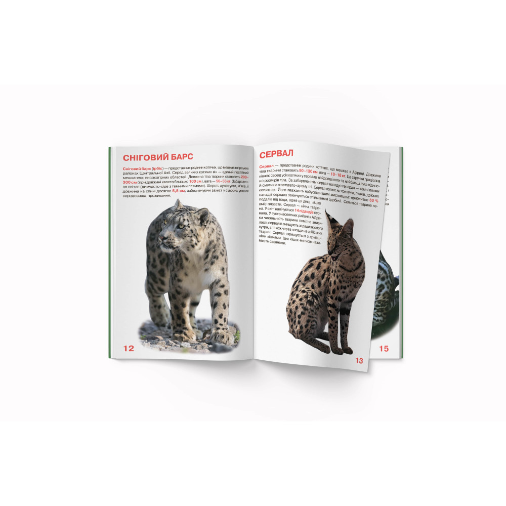 Велика книжка. Дикі кішки