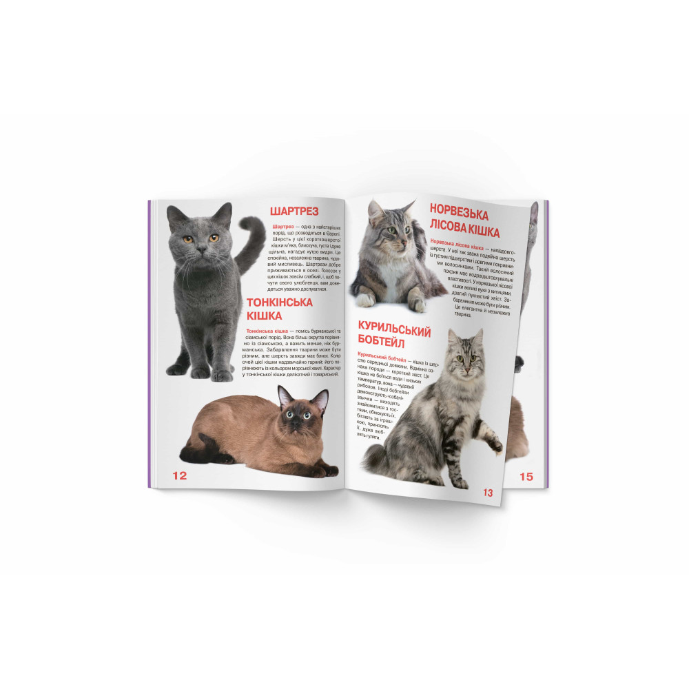 Велика книжка. Кішки